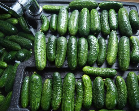 Gurken einlegen, Sorte Allegrow,gurke, essen, gem&uuml;se, frisch, green, isoliert, gesund, vegetarier, bio, wei&szlig;, di&auml;t, natur, salat, zutat, frische, absatzmarkt, reif, roh, gegenstand, ackerbau, gesund