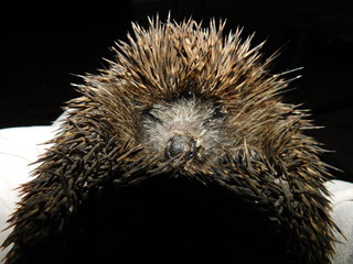 hedgehog