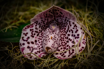 Orchidées