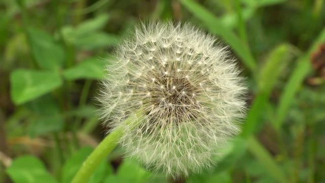 Macro of dandelion Taraxacum officinale seed growing on a green meadow in summer in the Caucasus Mountains