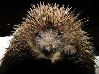 hedgehog