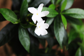 white flowers in garden on summer.use for background or wallpaper.