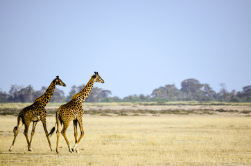 Two giraffes walking in Africa