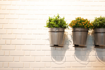 Wall in modern interior with little garden pot plant
