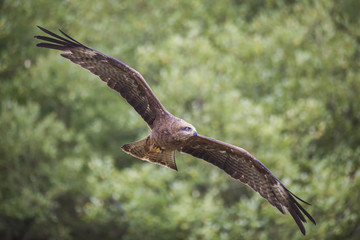 Black Kite (Milvus migrans) flying with spread wings in flight
