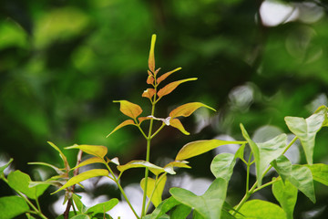 green of tree top in the garden.