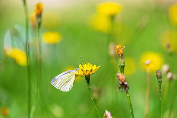 Butterfly on the yellow flower in the meadow