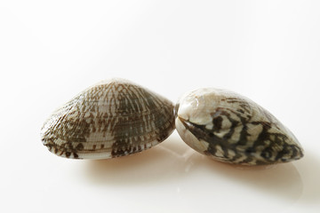 shellfish 