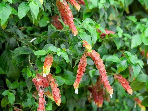 acanthaceae beloperone guttata brandegeei piliena, a bush with long red and orange flowers with white buds at the ends, close-up, green foliage on all photos, natural growing in the garden,