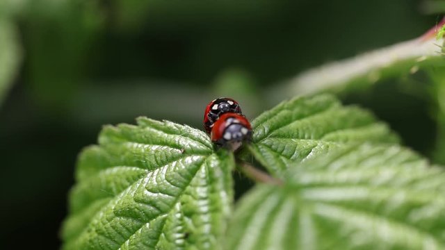 Coccinella septempunctata, two ladybirds are copulating on a leaf