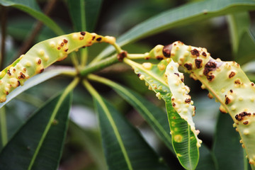 Closeup leaf and disease on the leaf in garden danger on summer.