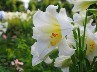 Lily flower in the garden