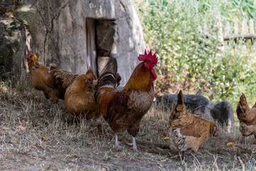 Fototapeta na wymiar Hühner mit Hahn im Garten