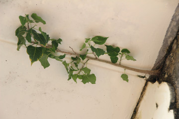 The tree growing on the ceiling in the home.