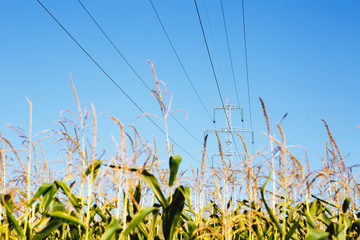 High-voltage lines. Electric line among nature