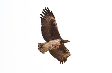 Steppe eagle flying with it's favourite meal, ground squirrel