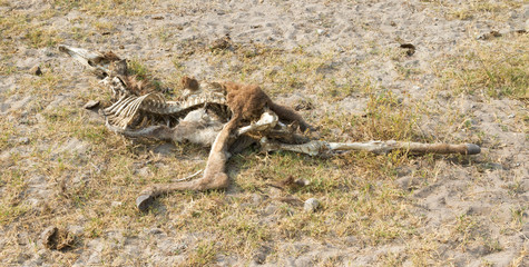 Carcass of a donkey in Botswana