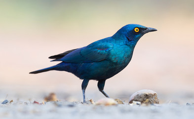 Cape Glossy Starling (Lamprotornis nitens)
