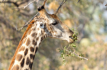 Giraffe eating fresh leaves from a tree