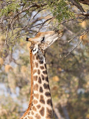 Giraffe eating fresh leaves from a tree
