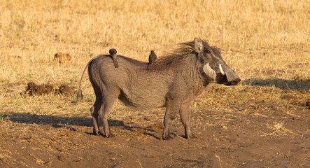 Oxpeckers sitting on a warthog, Namibia