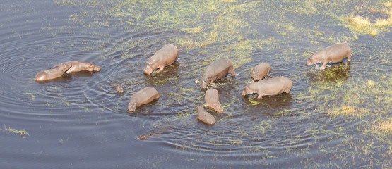 Aerial view of Hippopotamus (Hippopotamus amphibius) in the water
