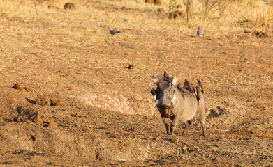 Seven oxpeckers sitting on a warthog, Namibia
