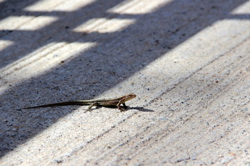 lizard basking in the Sun on a concrete slab reptile