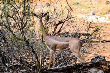Antelope in Africa
