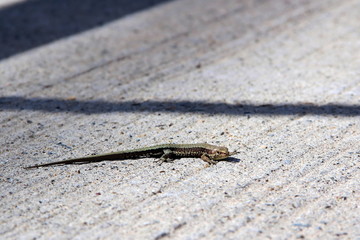 lizard basking in the Sun on a concrete slab reptile