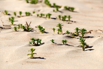 green grass plants on the yellow sands of the beach closeups