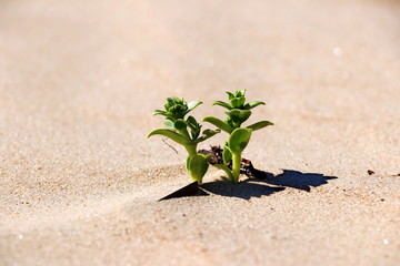 green grass plants on the yellow sands of the beach closeups