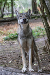 Obraz premium der lachende Wolf
