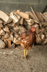 Red chicken near firewood 1