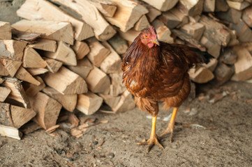 Red chicken near firewood 