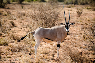 Oryx in Africa