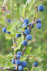 sloes on a branch