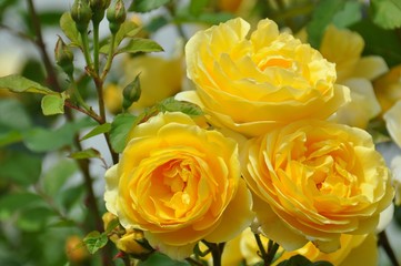 Gelbe Rosen