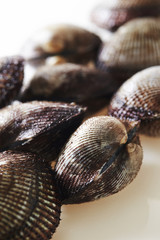 Cockles