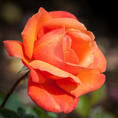 An orange rose in the mid-morning light.