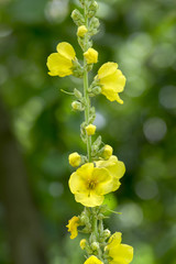 Verbascum densiflorum medicinal flowers in bloom, high yellow flowering plant