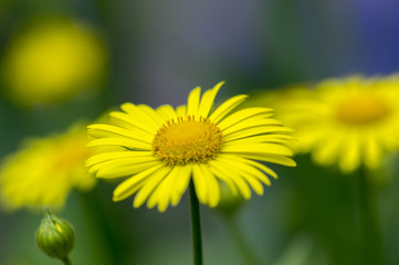 Doronicum orientale yellow flowers in bloom, ornamental beautiful flowering plant during springtime