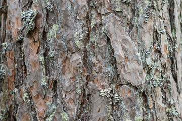 Close up view of pine tree bark covered with lichen. Organic texture and background for design.