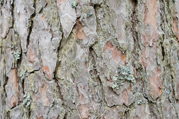 The texture of the pine tree trunk with lichen