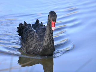Black swam (Cygnus atratus) on water