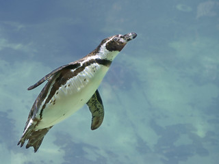Obraz premium Humboldt penguin (Spheniscus humboldti) swimming under blue water