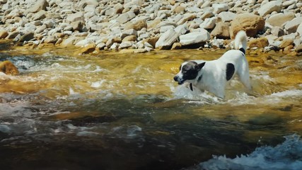 A dog tries to swim across the stormy waters of a mountain river