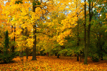 Fall nature. Autumnal park.
