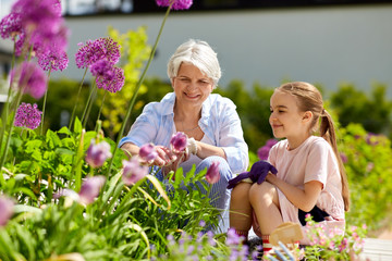 gardening, family and people concept - happy grandmother and granddaughter with flowers at summer...