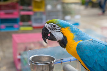 a parrot sitting at home
